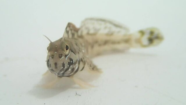 Sphinx blenny