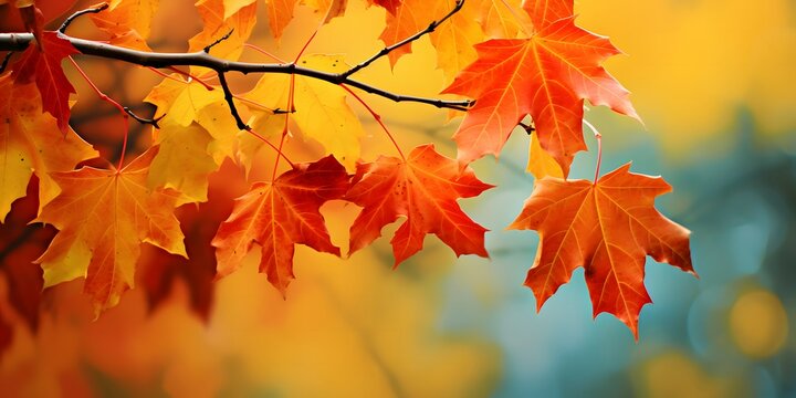 Colorful autumn maple leaves on a tree branch.
