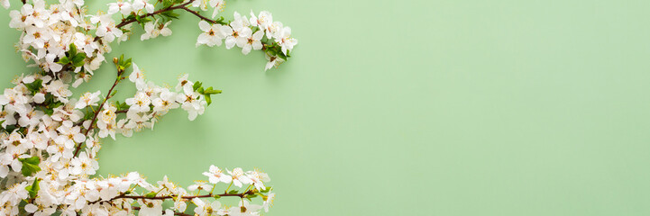 Festive banner with spring flowers, flowering cherry branches on a light green pastel background