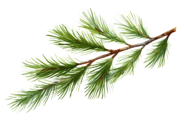 Pine branch watercolor isolated illustration. green natural forest christmas tree. needles branches greenery hand drawn. holiday decor with fir branch. holiday celebration decoration for 2024 new year