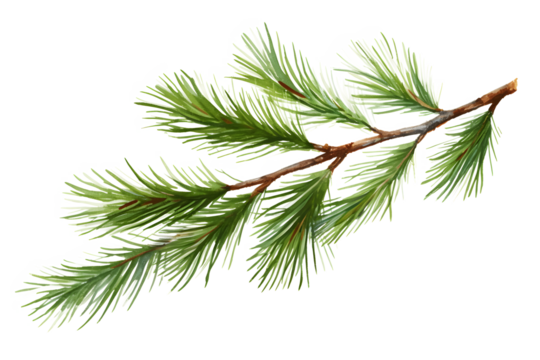 Pine branch watercolor isolated illustration. green natural forest christmas tree. needles branches greenery hand drawn. holiday decor with fir branch. holiday celebration decoration for 2024 new year