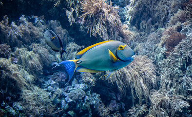 Naklejka na ściany i meble Under water view of tropical fish. Yellowfin Surgeonfish against coral background.