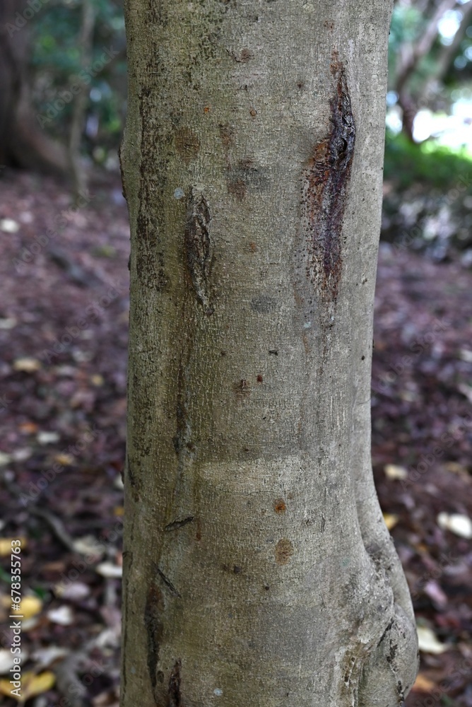 Poster dendropanax trifidus tree. arariaceae evergreen tree. the leaves of young trees are split into three