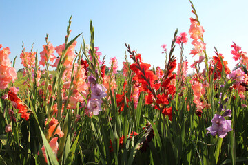 Summer gladiolus bloom