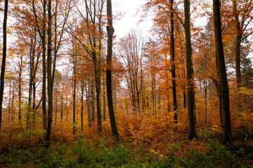 Herbst Wald