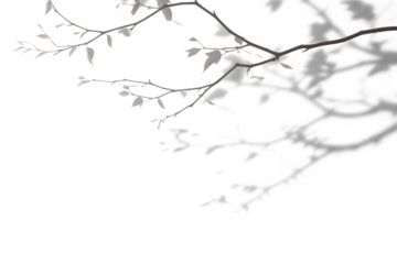 Realistic tree branches shadow blur isolate on transparent backgrounds 3d render