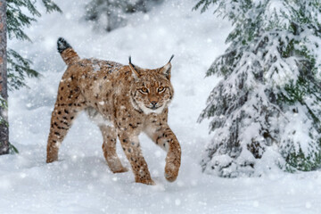 Closeup Adult Lynx in cold time. Bobcat snow in wild winter nature