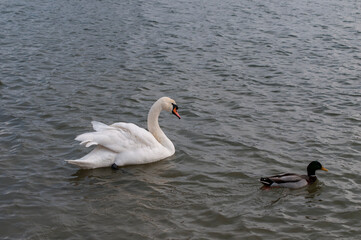 A white majestic swan floats in front of a wave of water. Young swan in the middle of the water. Drops on a wet head.