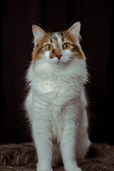 portrait of a cat