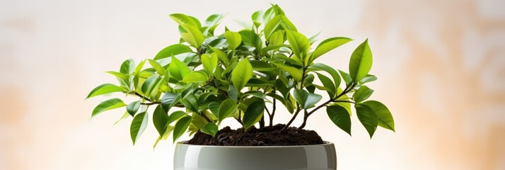 A beautiful indoor green plant emphasizing serenity in living spaces isolated on a white background 