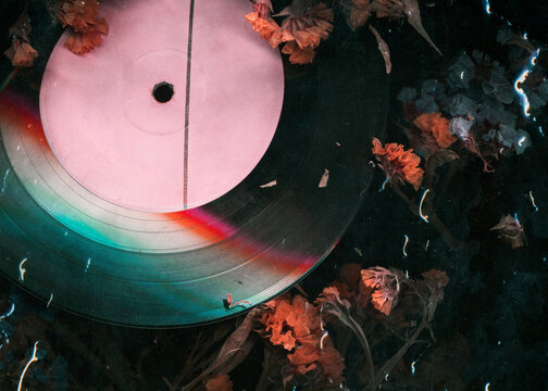 Dry flower on vinyl record music closeup background. Rainy night sad mood old music image. Nostalgia music pattern. Vinyl plate. Melancholy vintage stylized photo.