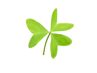 Shamrock symbol of Ireland and Saint Patrick Day isolated transparent png. Wood sorrel plant green leaf.

