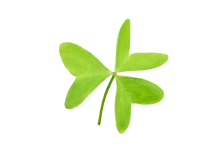 Shamrock symbol of Ireland and Saint Patrick Day isolated transparent png. Wood sorrel plant green leaf.
