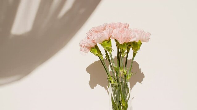 Light and shadows from leaves of the carnation and waving white tulle near the window. Transparent soft light and shadow on wall. Product presentation, mockup for advertising. High quality 4k 