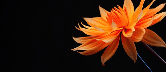 Orange flower abstract photo