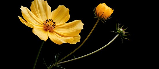 Fully bloomed light yellow cosmos flower