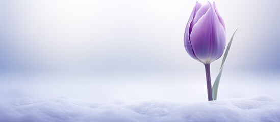 Gorgeous purple tulip bud on a frosty backdrop - obrazy, fototapety, plakaty