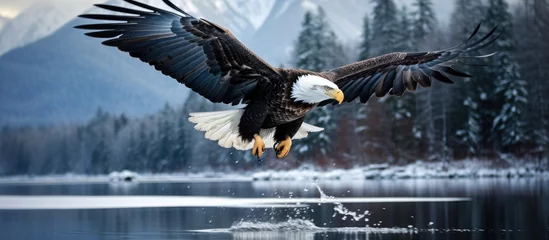 Poster winter as I travel to Alaska I am mesmerized by the breathtaking nature and the tranquil waters that surround me as an eagle soars with incredible speed symbolizing both freedom and power em © TheWaterMeloonProjec
