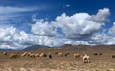 Herd of sheep grazing on pasture near Andes mountains Peru