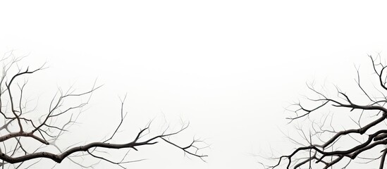 Bare branches alone on white backdrop