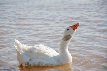 De paseo por el río