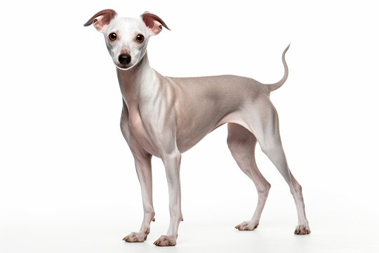 photo with white background of a small Italian greyhound dog