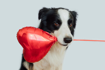 St. Valentine's Day concept. Funny cute puppy dog border collie holding red heart balloon in mouth isolated on white background. Lovely dog in love on valentines day gives gift