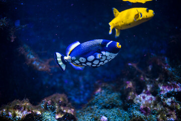 blauer und gelber Fisch