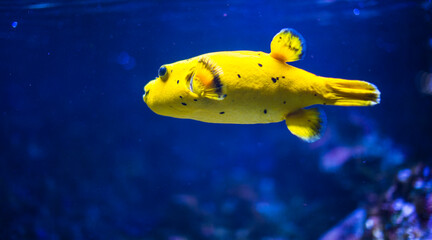 gelber Fisch