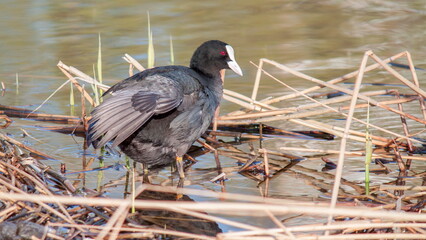 red winged blackbird