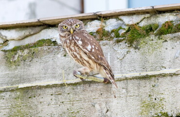 owl perched on a branch