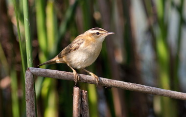 robin perched on a fence