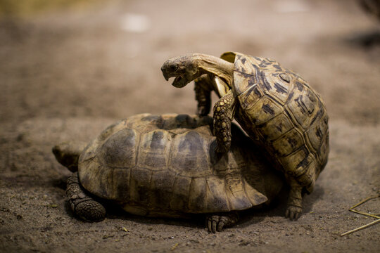 Schildkröten Sex
