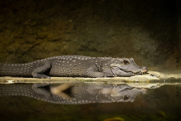 Little Crocodile