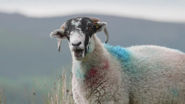 A sheep with a unique blue and red mark, set against a serene field and mountain landscape.