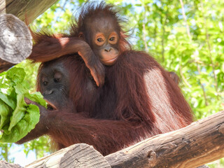 Captive orangutan mother and baby eating lettuce near Tampa, Florida