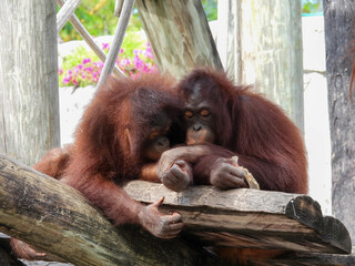 Captive pair of orangutans near Tampa, Florida