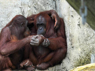 Captive pair of cuddling orangutans near Tampa, Florida
