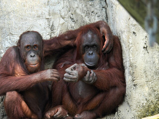 Captive pair of cuddling orangutans near Tampa, Florida
