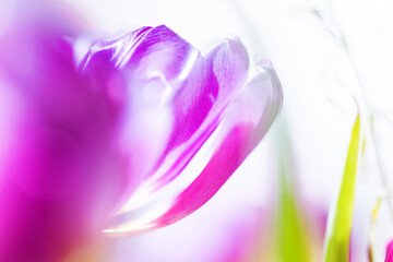 Tulpe seitlich