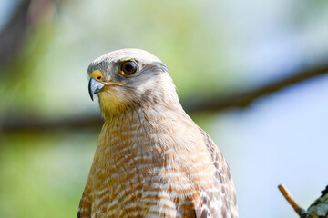 Red shouldered hawk in a tree in Florida