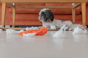 Beautiful Shih Tzu with freshly trimmed hair, lying under a table, having torn and pulled out the...