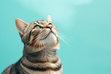 Cute cat looking up on a light blue background, Banner, Copy Space - obrazy, fototapety, plakaty