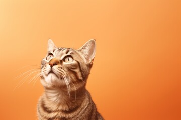 Cute cat looking up on a solid orange background, Banner, Copy Space