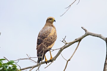 Greifvogel im Amazonas Regenwald