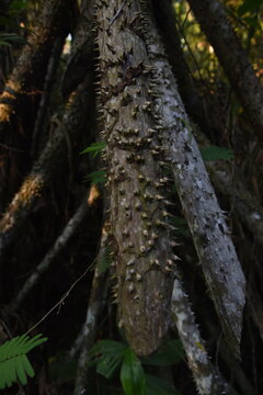 Walking palm cashapona Amazon Rain forest Socratea exorrhiza 