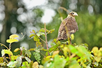 Greifvogel im Amazonas Regenwald