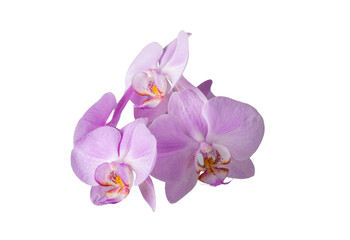Fototapeta na wymiar lilac orchid flower on a white background