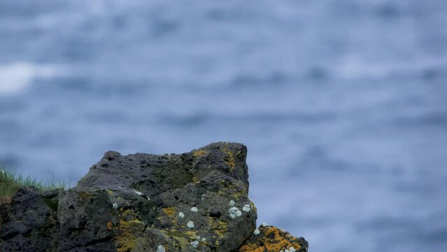 Seagulls sit in a nest on a rocky cliff by the ocean. Wildlife of Iceland. Sea birds incubate eggs.