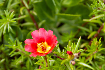 Portulaca grandiflora is a plant in the purslane family Portulacaceae.  It has many names, including rose moss, eleven o'clock, Mexican rose, sun rose, rock rose.